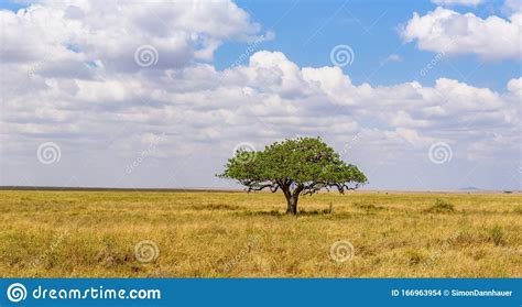 Panoramic Image Of A Lonely Acacia Tree In Savannah In Serengeti