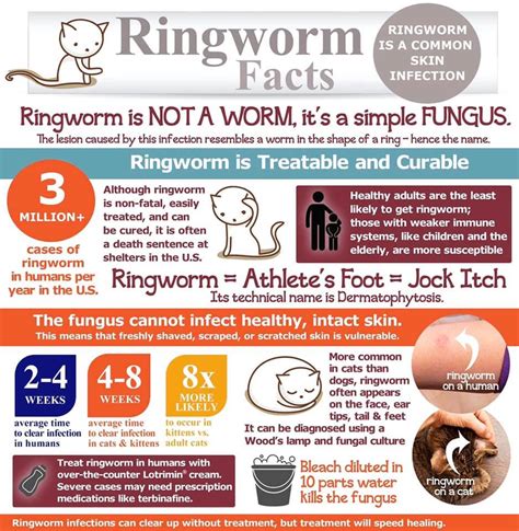 By posted in ringworm treatment. Bleach For Ringworms - How Do I Treat Ringworm In My Cat Pet Life Today / It doesn't help, and ...