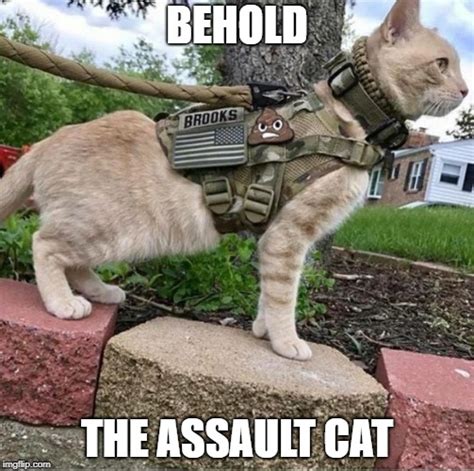 Image Tagged In Assault Cat Imgflip