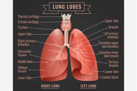 Human Lungs Infographic Education Illustrations Creative Market