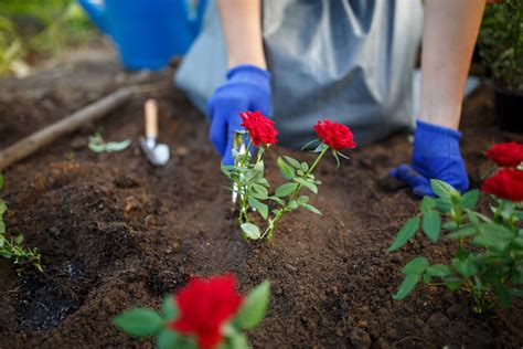 Rosen Richtig Pflanzen Zeitpunkt Wässerung Und Rückschnitt