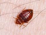 Do It Yourself Bed Bug Control Photos