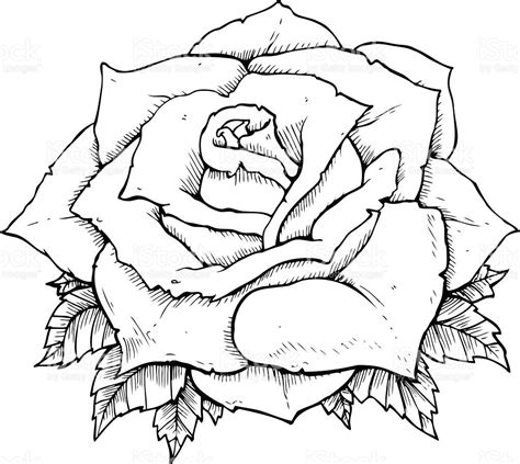 Dibujos De Rosas Blanco Y Negro
