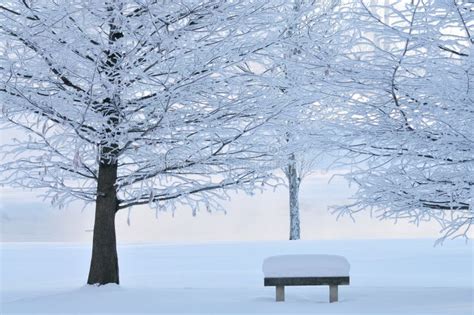 Frosted Trees And Park Bench Stock Image Image Of Trees Foggy 7847393