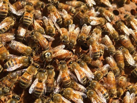 Ohb Italian Queens Olivarez Honey Bees Inc