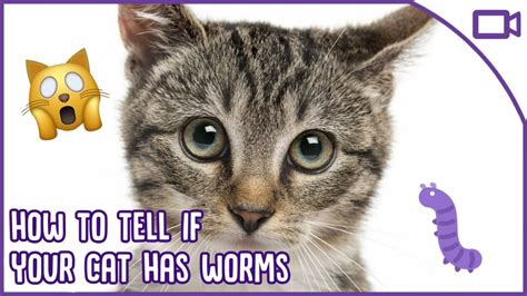 If your cat shows any signs of weight loss, eating a little bit less, hiding more, or certainly if you feel a lump or bump, see your veterinarian. How To Tell If Your Cat Has Worms - Cat Health Care! - YouTube