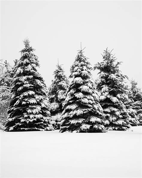 Winter Trees Landscape Photography Extra Large Art Print Snow