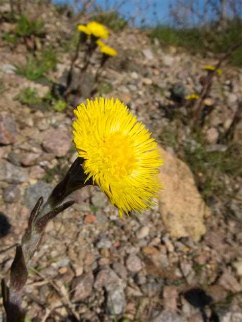 Check spelling or type a new query. Not all yellow flowers are dandelions. - Enviro-Mentalist