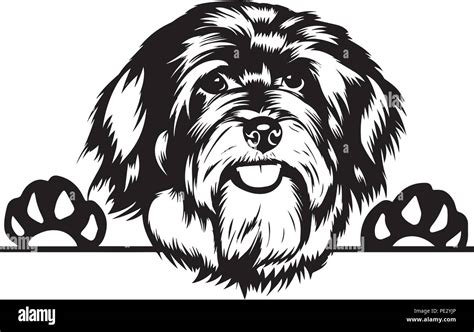 Havanese Dog Breed Pet Puppy Isolated Head Face Stock Vector Image