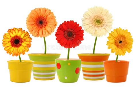 Orange Flowers Stock Photo Image Of Colorful Brightvalentines 1831470