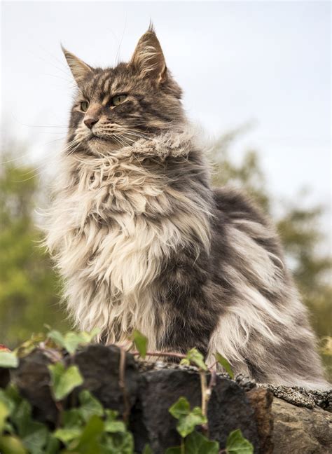 Domestic Brown Long Haired Cat Free Image By Milada