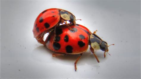 ladybugs mating youtube