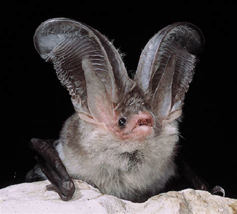 25 Incredible Facts About Bats You Probably Didnt Know