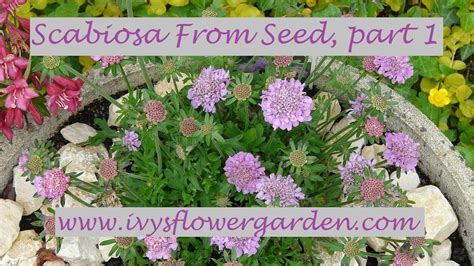 Scabiosa From Seed Part 1 Youtube