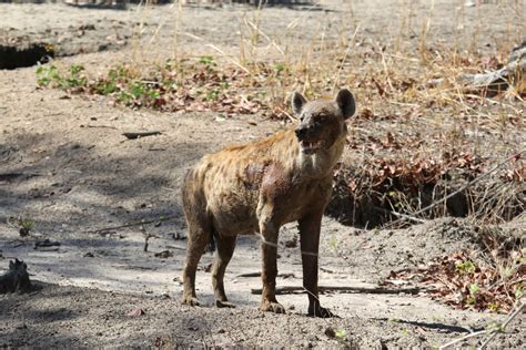 Spotted Hyena Crocuta Crocuta Zoochat