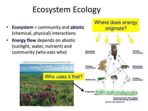 Ppt Community Ecology Powerpoint Presentation Free Download Id