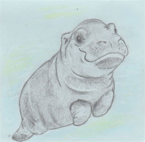 Baby Hippo Drawing At Getdrawings Free Download