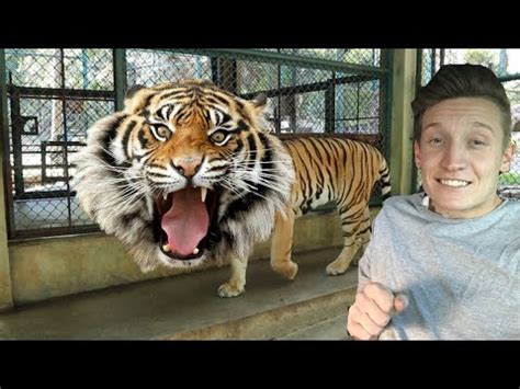 Touching A Tigers Balls Youtube