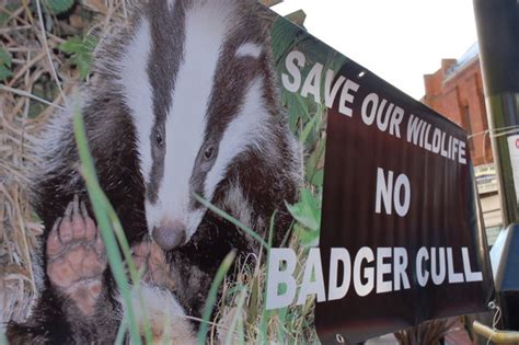 Wrexham Public Reject Badger Cull Uk Indymedia