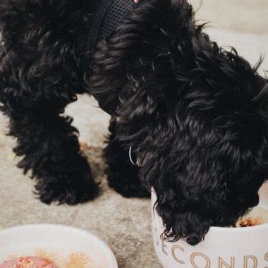 How To Train A Cockapoo Best Tips And Guides Cockapoo Hub