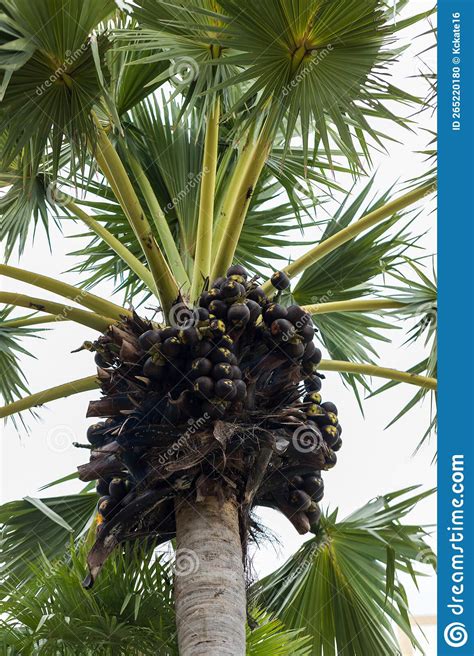 Palm Fruit Or Palmyra Palm On Sugar Palm Tree Toddy Palm Stock Photo