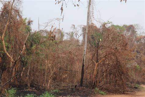 Deforestation On The Rise As Poverty Soars In Nigeria
