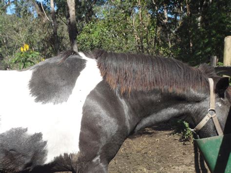 Horse, pony, mule, hinny and donkey rescue/adoption. Save a Horse Australia Horse Rescue and Sanctuary: Chance ...