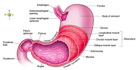 Parts Of The Stomach Medical Science Medical School Nursing School Stomach Diagram Gross