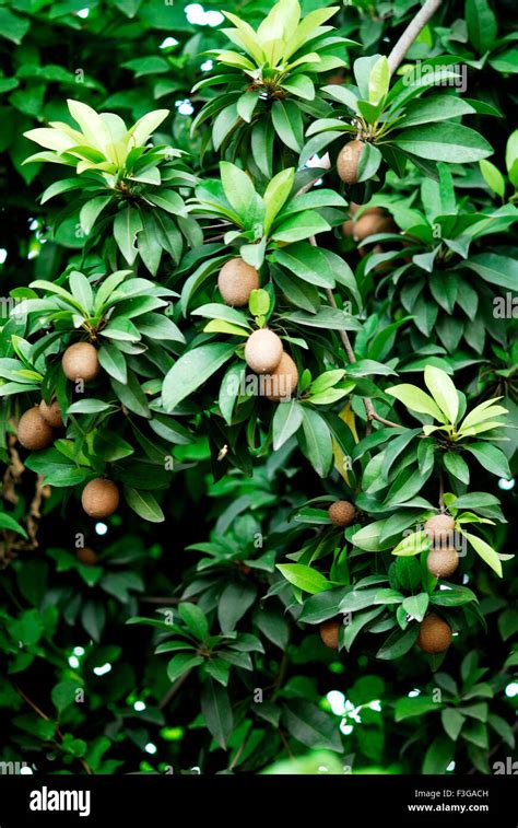 Chickoo Tree Hi Res Stock Photography And Images Alamy