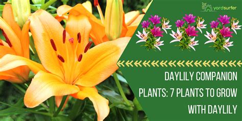 Daylily Companion Plants 7 Plants To Grow With Daylily Yard Surfer