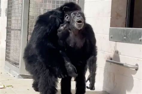 Touching Video Shows Chimp Seeing Sky For First Time After Being Caged