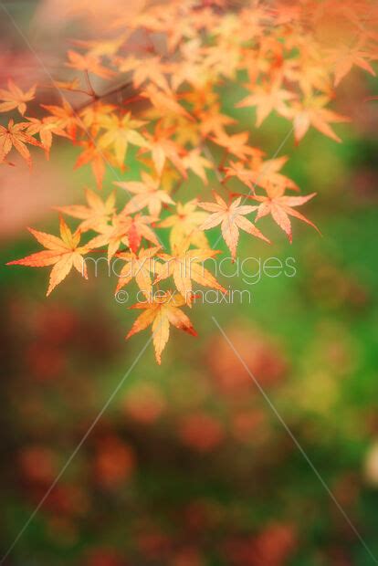 Photo Of Japanese Maple Tree Yellow Leaves Closeup Stock Image Mxi30894