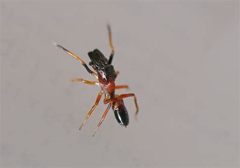 Ant Mimic Jumping Spider Myrmarachne Formicaria Wild