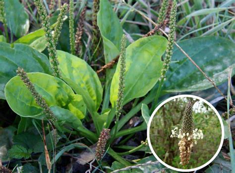 6 Wild Healing Plants You Should Use Preppers Will