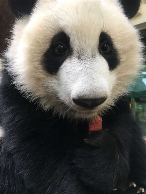 Panda Updates Wednesday October 25 Zoo Atlanta