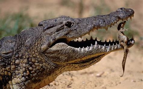 Crocodile Africa Kenya Safaris Tanzania Safaris 202021