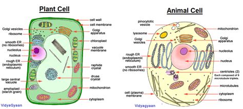 Cell Structure The Structure And Function Of Cell Organelles Vidyagyaan