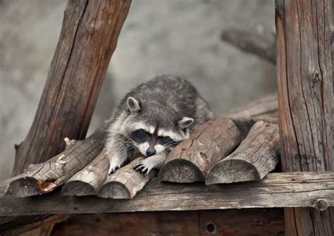 Do Raccoons Hibernate In The Winter