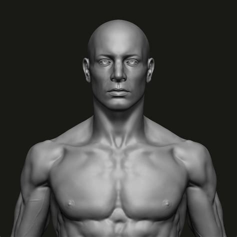 Male Anatomy Study 3d Model 3d Printable Cgtrader
