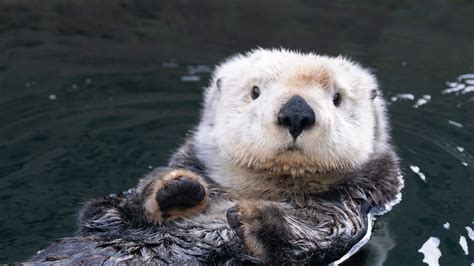 Sea Otter Awareness Week :: Vancouver Aquarium Ocean Wise, Baby Sea
