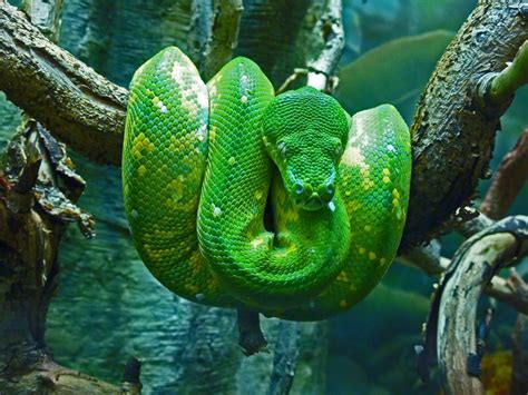 Our Daily Picks Of Your Takes Best Pet Snake Dream Pet Emerald