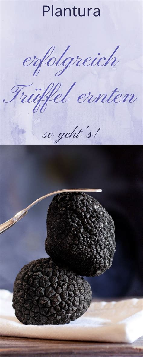 We did not find results for: Der Trüffel gehört zu den exquisitesten Pilzen auf dem ...