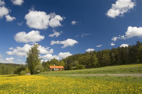 Free Photo Swedish Summer Bloom Flowers Forest Free Download