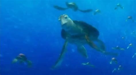 Yarn And Swim Straight On Through To Sydney Finding Nemo Video