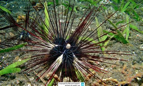 Diadema Setosum Diadema Urchin Black Longspine Urchin Porcupine Sea