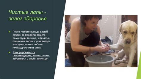 Уход за лапами и когтями собаки - презентация онлайн