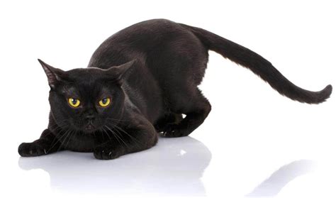 How To Recognise Cat Breeds Cat Breeds Bombay Cat Purebred Cats