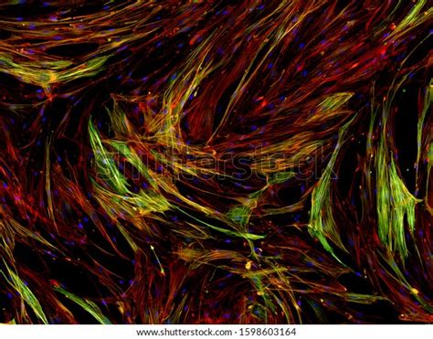 Real Fluorescence Microscopic View Human Cells Stock Photo 1598603164