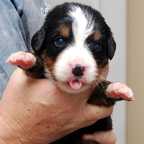 These Pictures Of Bernese Mountain Dog Puppies Lead Straight To Alpine Ecstasy