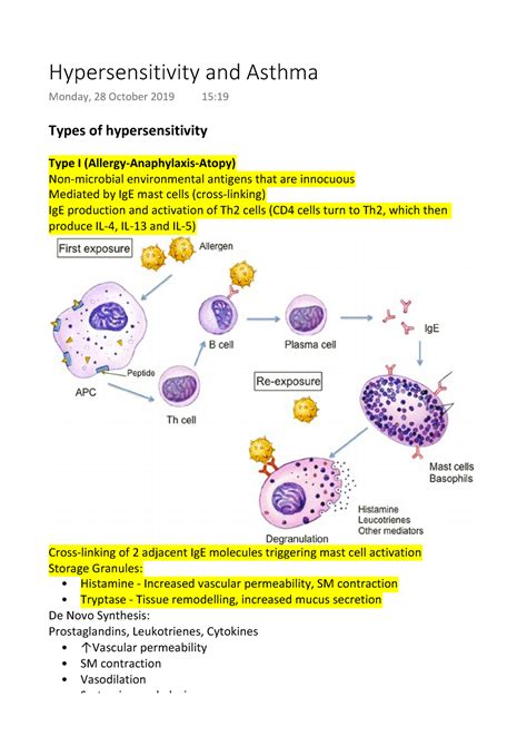 Hypersensitivity And Asthma Types Of Hypersensitivity Type I Allergy